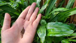 Harvesting Culantro Seeds | Recao,  Bhandhania, Shado Beni