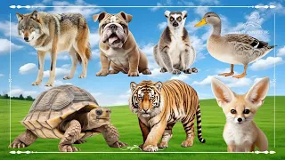 Baby farm animal moments: Wolf, Dog, Lemur, Goose, Turtle, Tiger & Fennec Fox - Animals Sound