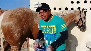 como clarear a crina do cavalo Tordilho e Palomino