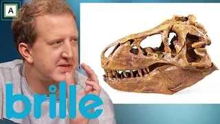 Brille | Hvilken lyd lagde tyrannosaurus rex? | discovery+ Norge