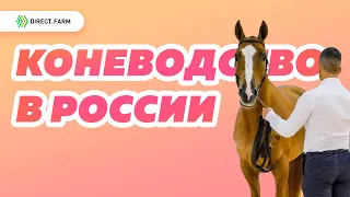 Состояние российского коневодства. Донская порода лошадей