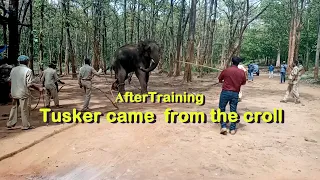 AFTER TRAINING TUSKER CAME FROM THE CROLL