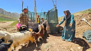 Home renovation: the Reza family from forced displacement to the construction of Livestock canopy