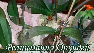 Реанимация Орхидей | Ph. Papagayo, Ph. Day Tripper, Ph. Sweet Girl, Ph. Mukalla, Ph. Multiflora