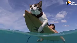 This Hawaiian Cat Loves Surfing With His Parents | The Dodo