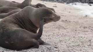 Lobos Marinos-Islas Galápagos