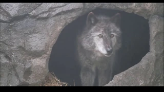 Вой волка / Wolf howling