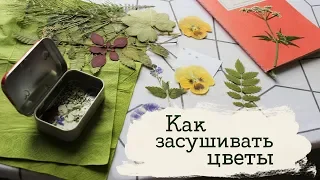 (СС) How to dry flowers? | Masherisha