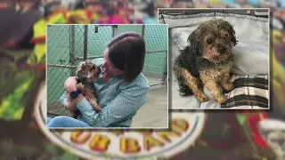 Dog found in Michigan, reunited with Florida owner, 7 years after being stolen