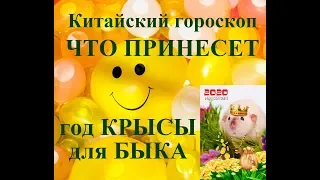 Год КРЫСЫ для БЫКА. Китайский гороскоп 2020. Таропрогноз.