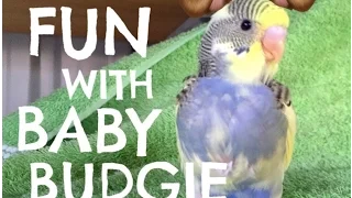 Fun with Baby Budgie!
