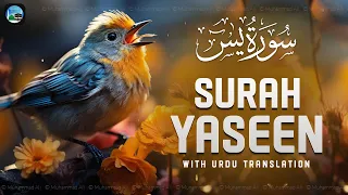 Surah Yasin ( Yaseen ) with Urdu Translation | Quran Tilawat Beautiful Voice | Hindi Tarjuma