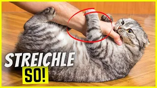 Die Top 10 dümmsten Fehler beim Katze streicheln!