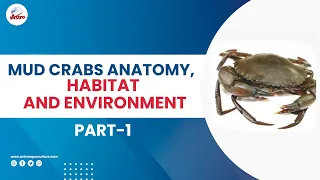 Mud Crabs Anatomy-Part 1 Mud Crabs Anatomy Habitat and Environment