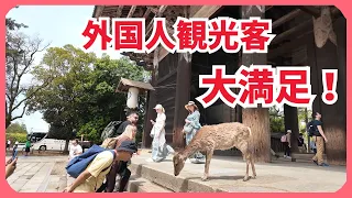 【奈良公園】外国人観光客大満足 奈良の鹿とのふれあいに感動 NARA JAPAN