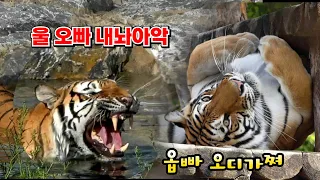 🥲오빠가 보고시퍼🥲 혼자나온 여동생의 역대급 퇴근시위 Famous Tiger in Korea, cat tiger #태범 #무궁 #백두대간호랑이