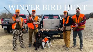 PHEASANT HUNT | Bird dogs in action