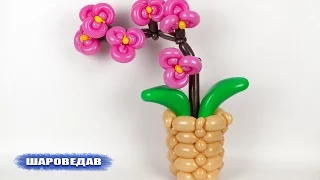 Orchid of the balloons