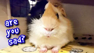 Is Your Guinea Pig Depressed?