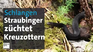 Giftige Leidenschaft: Straubinger hält 40 Kreuzottern im Garten | Abendschau | BR24