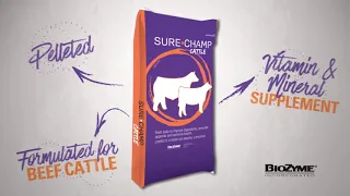 Sure Champ Cattle Product Video
