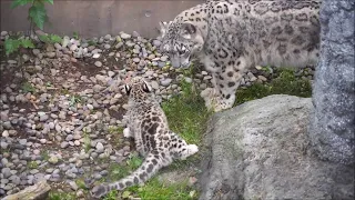 旭山動物園 ユキヒョウ（ジーマと赤ちゃん）遊んで！遊んで！