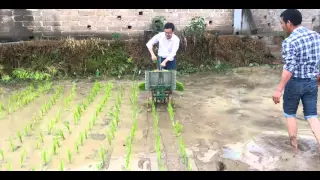 Two rows manual rice transplanter