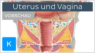 Uterus und Vagina (Vorschau) - Anatomie des Menschen | Kenhub