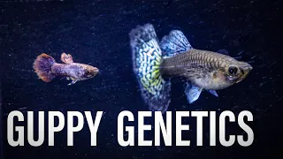 GUPPY GENETICS - creating  a new cross strain