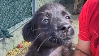 Щенок спасший голубей собирается в дорогу/Выхаживаем голубей из коробки