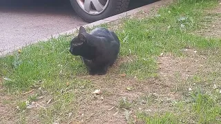 ЖЕСТЬ! БЕЗДОМНЫЙ КОТ ЗАЖРАЛСЯ! НЕ ХОЧЕТ ПАШТЕТ! TIN! HOMELESS CAT HAS GONE! DOES NOT WANT PATE!