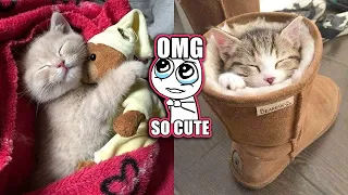 OMG So Cute Cats ♥ Best Funny Cat Videos 2020 #2