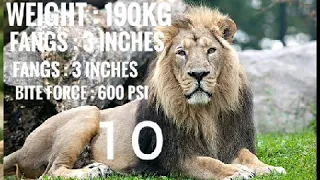 Top 10 Strongest Predators in the World!!!!