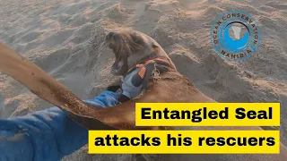 Entangled Seal ATTACKS his rescuers