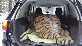 Узнали Вес Тигра Роллс Ройса/We got the  Tiger Rolls Royce weight