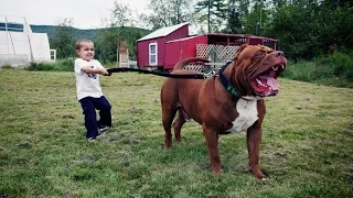 “Hulk” The Massive Family Pit Bull