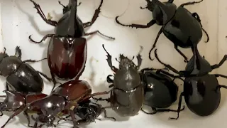 Beetle festa 2022 - a large number of herculean beetles from the rural tropical forests