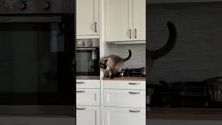 SIamese cat helps himself in kitchen