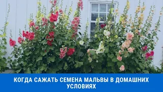 Когда и как сажать семена мальвы в домашних условиях на рассаду