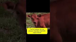 Pengakuan yahudi tentang sapi merah, ternyata buat ini