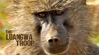 The Luangwa Troop  - Teaser trailer