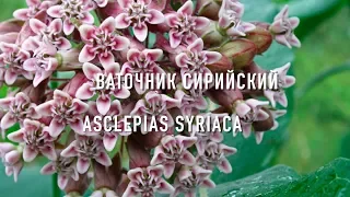 ВАТОЧНИК СИРИЙСКИЙ( Лучшии медоносные растения) | ПчелоСад