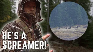 FORGOT my LICENSE, but we found ELK! | Archery Elk Hunting