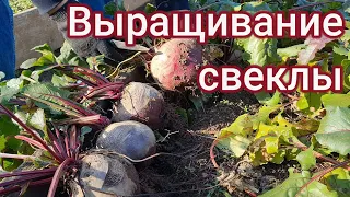 Выращивание свеклы