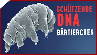 Überlebenskünstler Bärtierchen: 1mm-Tier schützt Menschen vor Strahlung | Breaking Lab