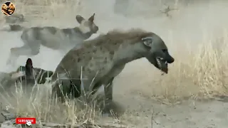 50 Tragic Moments! Hyenas Messed With The Wrong Lion What Happens Next