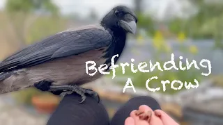How To Befriend A Crow - The Ultimate Guide