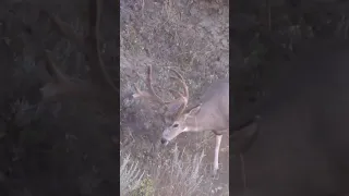 Bow Hunting Heart Break