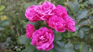 গোলাপি গোলাপ | pink rose