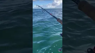 Spanish Mackerel in Cuba #chrisadylefishing #anglerlife  #topwater  #spanishmackerel #varadero